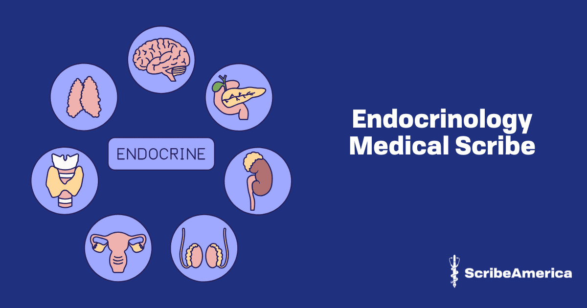Endocrinology Medical Scribe